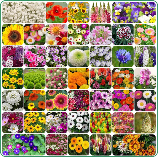 Buy Varieties of Flower Seeds ( 100 variety individual packets ) And Get Plant Growth Supplement Free