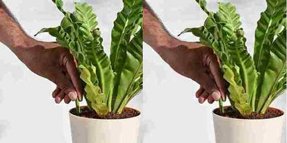 Plant Grow Fertilizer Sticks For Plants - 25 Stick Pack of 2