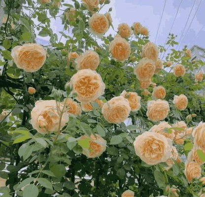 Elegant Climbing Rose Flower Seeds