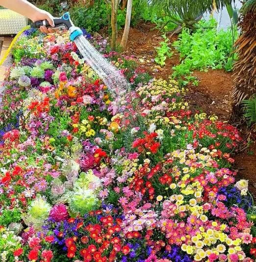 Buy Varieties of Flower Seeds ( 100 variety individual packets ) And Get Plant Growth Supplement Free